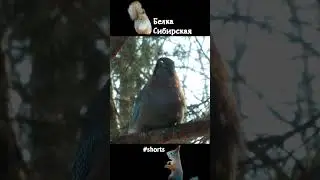Звуки сойки весной у кормушки\Sounds of a jay in spring at the feeder