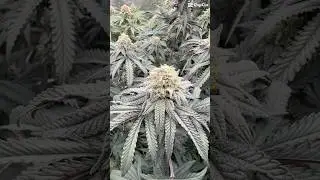 Banana Cream Sundae atlas seeds #northatlanticseedco #nasc #atlasseed #acinfinity