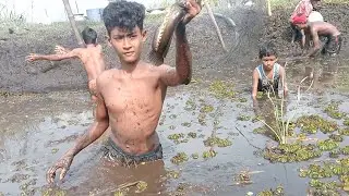 Best Traditional Hand Fishing in Village | Abundant Fish Catching | Amazing Fishing