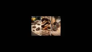 Pest Control, Termite Treatment by BSJ Pest Control