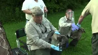 How Biologist Band Geese For Research