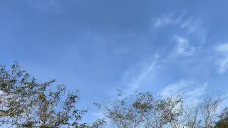 The leaves of a Narra Tree and it's fragrance