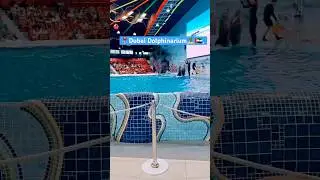 Dubai Dolphinarium | Dolphin and Seal show #dubaidolphinarium #dubai #dubaiattractions