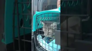 My 4 legged Uber Passenger