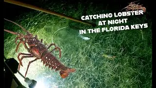 Bully Netting Spiny Lobster in the Florida Keys!!