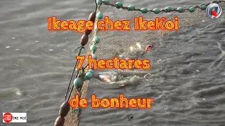 Ikeage chez IkeKoi 7 hectares de bonheur