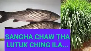 Sangha chaw ṭha, Grass carp tân..