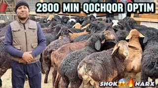 2800 MING DAN BARRA QOCHQORLAR BIRINCHILARDAN ULGIRIB QOLING😱😱🔥🔥🔥