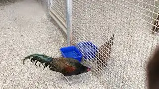 綠色原雞觀察 Gallus varius