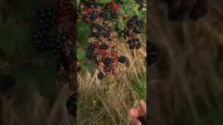Blackberry picking in late summer ☀️ #blackberries #foraging #countryside #countrylife #rurallife