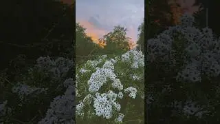Мэджык! 😍 #rain #sunset #flower #citypark