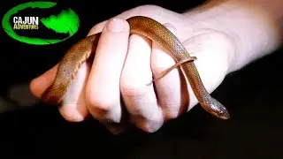 Return to the Everglades.... for Marsh Snakes!