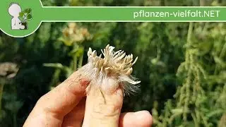 Kohl-Kratzdistel - Früchte/Samen - 14.08.18 (Cirsium oleraceum) - essbare Wildkräuter bestimmen