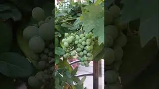Get beautiful grapes by adopting this method || #gardening #terracegardening #plant #shorts
