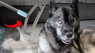 Pet Owners&rsquo; Secret Weapon! Carpet Rake Review!