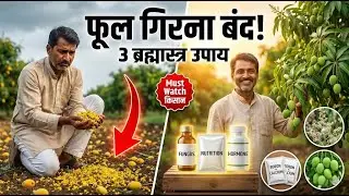 आम में फूल गिरना बंद करें | 3 ब्रह्मास्त्र उपाय | Mango Flower Drop Solution