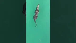 9-foot crocodile closes Florida beach to swimmers