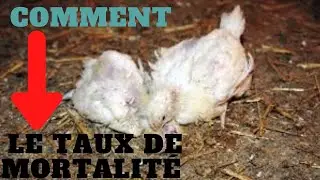 Comment r&eacute;duire le taux de mortalit&eacute; de tes poussins