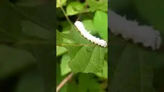 Macremphytus sawfly caterpillar resting on a branch (part 1)