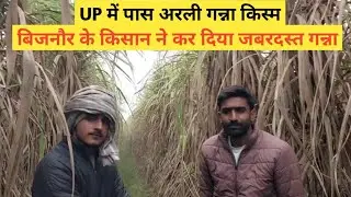 UP में पास अरली गन्ना किस्म बिजनौर के किसान ने कर दिया जबरदस्त गन्ना mobile=9027075151 #lovekisan 