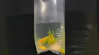 J. J FISH CARE AND BREEDING SETUP#kolathur FISH farm