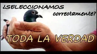 Palomas mensajeras & Colombofília. LA SELECCION 1º PARTE.