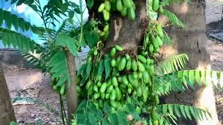 Sunny Bhai harvests bilimbi fruits/ irumban puli/gommereku /pickle fruit/bumbling plum/tree sorrel