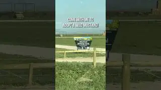 Adopting a Wild Mustang
