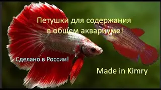 Петушки для содержания в общем аквариуме! Агрессия при самоизоляции.