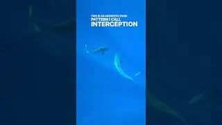 Interception between Tiger Shark and Galapagos Shark 🤙🏽🦈 Follow for more #sharkdiving #sharks