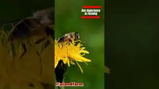 Bee Farming Play Vital Role for Ecological Balance #plandfarm #agrotourism #nature