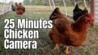 Relaxing Chicken Sounds from the Backyard Chicken Coop Camera Continous Footage