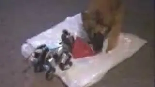 Dog Bite AIBO