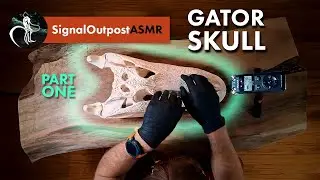 [ASMR] Museum-Quality Alligator Skull 🐊 Slow Exploration, Soft Spoken, Gloves & Gentle Sounds Part 1