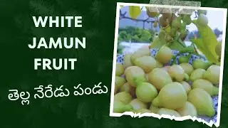 🌱 How to Grow and Harvest White Jamun (Tella Neredu pandu chettu) 🌱| White Jamun plant