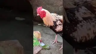 I Have An Attitude | Oldline Breed