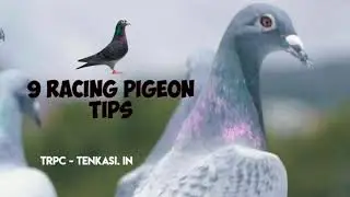9 Racing Pigeon Tips - with English subtitles