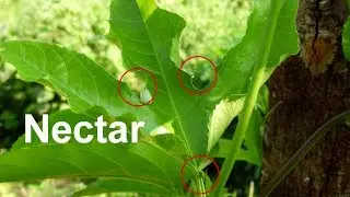 Passion tree: so much nectar and pollen to honeybees