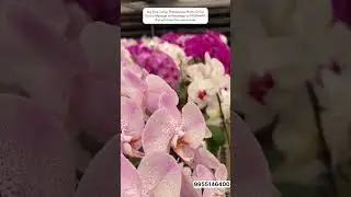 Buy Beautiful Phalaenopsis Orchids #plantslover #flowers #garden #orchid #orchidcare #giftideas
