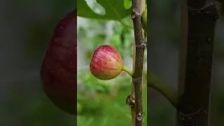 Fig tree propagation with tissue paper by air layering #shorts