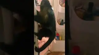 Monkey opens the fridge and steals an egg!