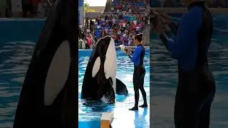 Jessica&rsquo;s Orca Rushes to Her Side &mdash; A Love Beyond Words 🐋❤️