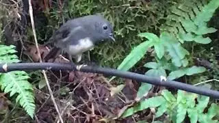 NZ South Island Robin