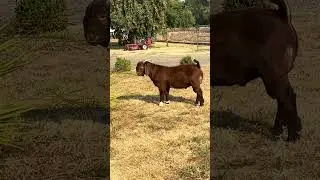 MEML High Roller - Lot 2 - Cascades Invitational Boer Goat Sale - August 24th, 2024