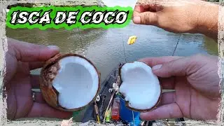 COMO FAZER ISCA DE COCO | PIAPARA, TILAPIA, | FORYOU |