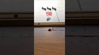 Ants VS fly  #attack #dinner #ants #fly #nature #natgeo