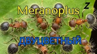 Кто такой Мераноплюс двуцветный. Муравей  Meranoplus bicolor