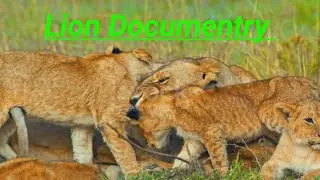 Lion:👑 King of Forest l Lion argument and documentry film part -1l This is Nature beauty of Forest 