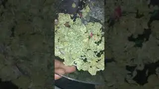 weed Gorilla Glue 4 and banana sherberg mixed together