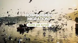 How Do Birds Migrate